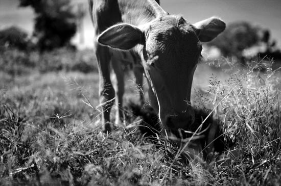 A Cow in a small town outside of Kisumu