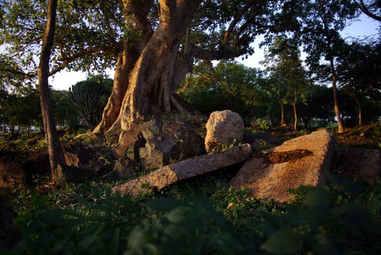 Tree Near Hippo Point Kisumu